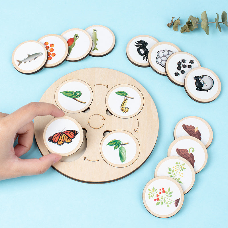 Montessori Life Cycle Learning Board – Wooden Nature Sequencing Set