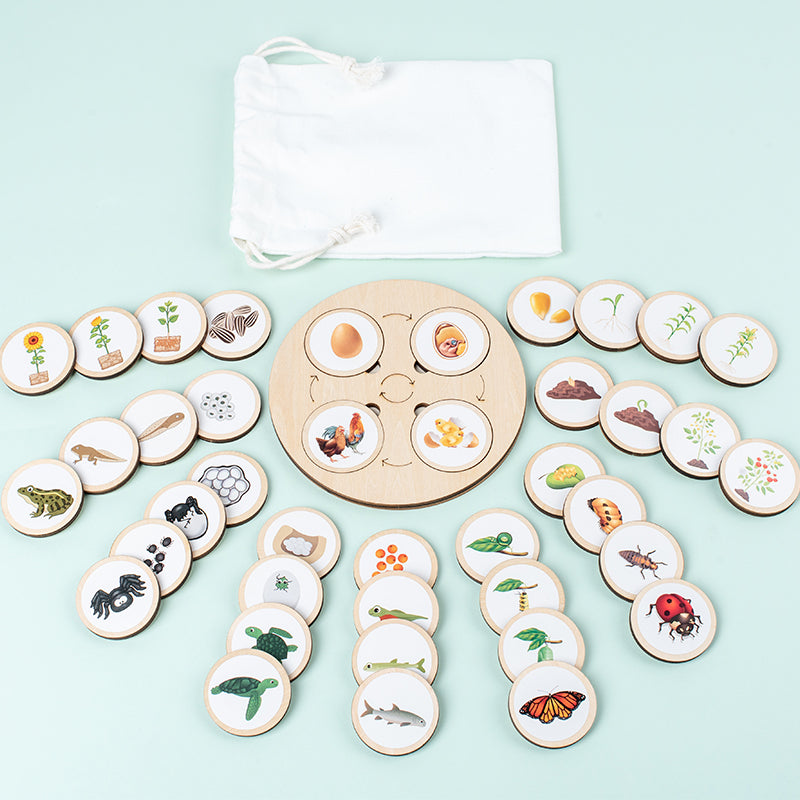 Montessori Life Cycle Learning Board – Wooden Nature Sequencing Set